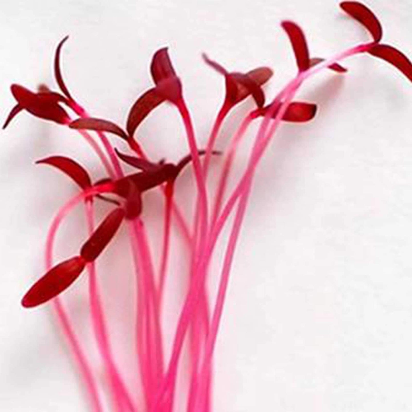 Amaranth Microgreens