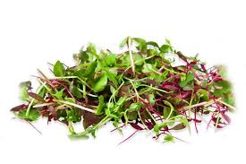 Radish Microgreens