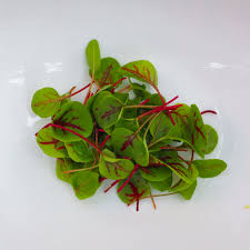 Red Vein Sorrel Microgreens