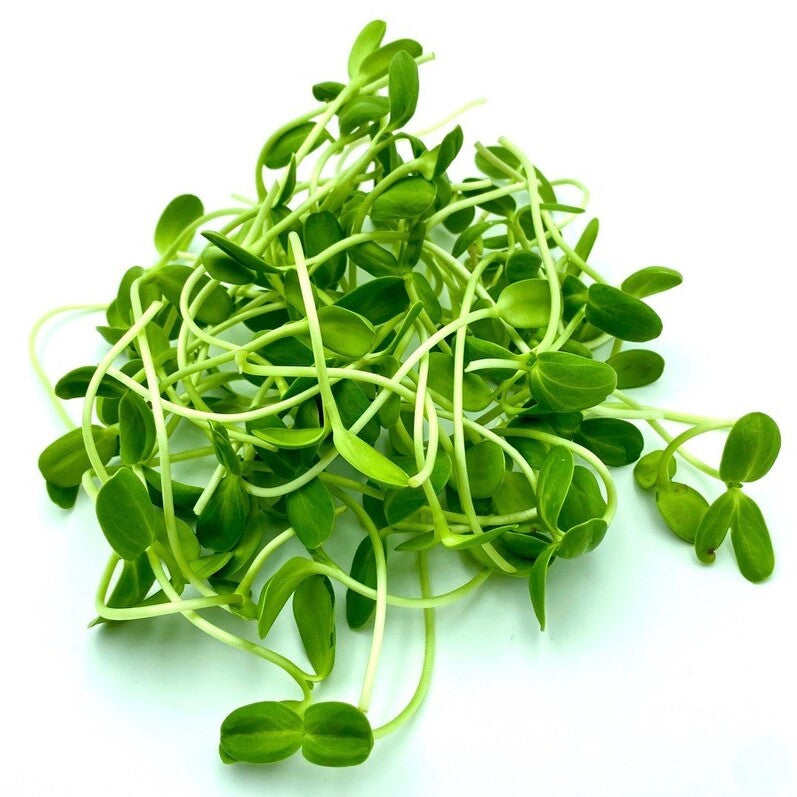 Sunflower Microgreens – OnlyGrowss.com